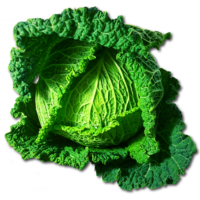 cabbage, savoy, vegetables-1128482.jpg